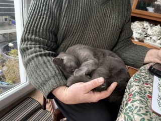 Tinsel, Glitter and Baubles - the Excellent Cats prepare to knock Everything off your Christmas Tree