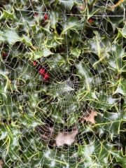 The Nigel Slater Christmas Chronicles Readalong 2024 Part 3