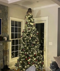 Tinsel, Glitter and Baubles - the Excellent Cats prepare to knock Everything off your Christmas Tree