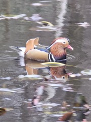 Ring Out, Wild Bells! As 2025 approaches, the Excellent Cats raise their game with a discussion on Tennyson's poetry