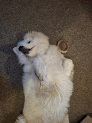 Adolescent Dog Survival Thread - Bark the Herald, furry angels sing!