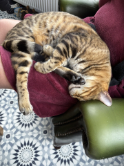 Is it normal to have a preferred cat