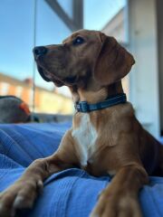 Adolescent Dog Survival Thread - Bark the Herald, furry angels sing!