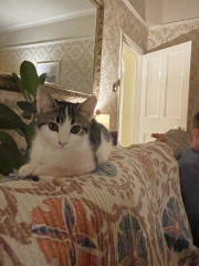 This is my bed, this is not my cat
