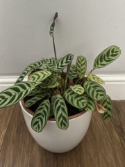 How many houseplants do you kill?