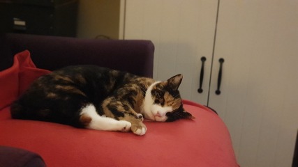 Bit of reassurance for my new rescue cat