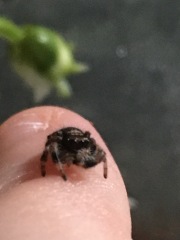 A beautiful, if unusual spider picture (obviously there is photos of said spider in post)