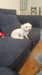 Took my dog to the groomers..