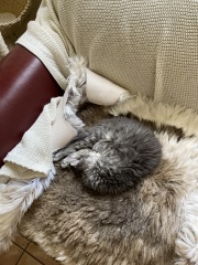 Enter Cat Four