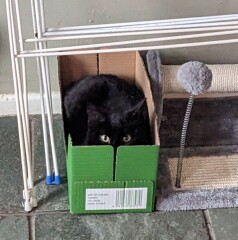 Who wants to see a cat in a hat?