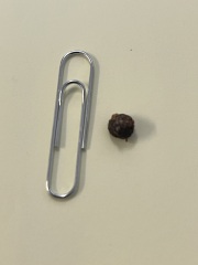 Could this just have come out of my ear?