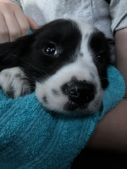 Puppy Survival Thread for New and Old Pups - here comes winter 2024