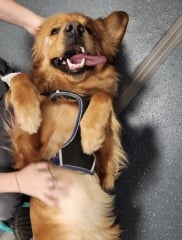 Another baby has been bitten by an xl bully