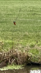 The Nigel Slater Christmas Chronicles Readalong 2024 Part 3