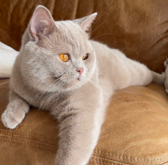 Tinsel, Glitter and Baubles - the Excellent Cats prepare to knock Everything off your Christmas Tree