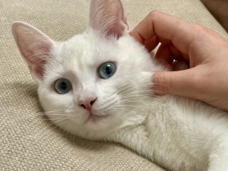White cats yay or nay?