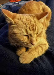 Tinsel, Glitter and Baubles - the Excellent Cats prepare to knock Everything off your Christmas Tree