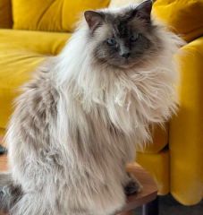 Tinsel, Glitter and Baubles - the Excellent Cats prepare to knock Everything off your Christmas Tree