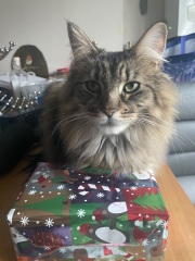 In hospital for Christmas - anyone keep me company?