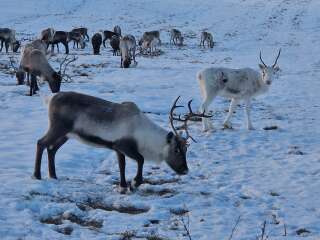 The Nigel Slater Christmas Chronicles Readalong 2024 Part 2