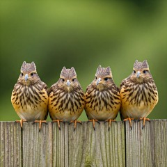 The Bluestocking - the one with the Christmas stocking