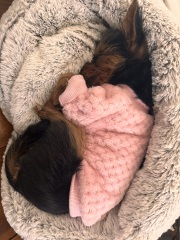 AIBU to wonder why so many dogs wear coats these days?