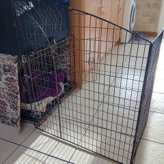 If you have crate trained a pup and did so on a carpeted surface ...