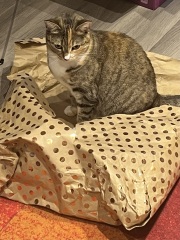 Tinsel, Glitter and Baubles - the Excellent Cats prepare to knock Everything off your Christmas Tree