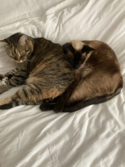 I think I want to adopt a cat but I’ve never had a cat before and I have questions!