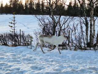 The Nigel Slater Christmas Chronicles Readalong 2024 Part 2