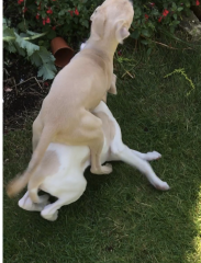 Dog feeding high maintenance dog stress