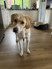 Guess my dog's appearance and behaviour based on his DNA results