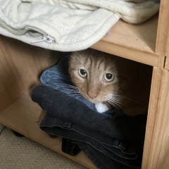 What perfectly ordinary places have you found your cat?