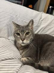 My dad moved the cat off my knee!!