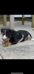 This bloody dog will be the death of me