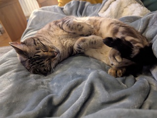 Tinsel, Glitter and Baubles - the Excellent Cats prepare to knock Everything off your Christmas Tree