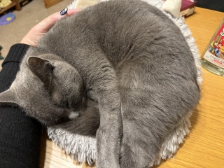 Tinsel, Glitter and Baubles - the Excellent Cats prepare to knock Everything off your Christmas Tree