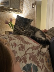 This is my bed, this is not my cat