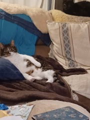 Kitten’s coat has very unusual traits