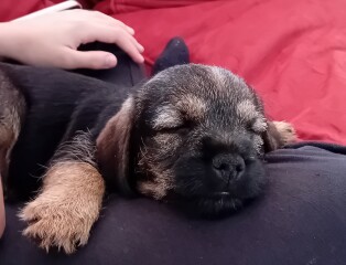 If you have crate trained a pup and did so on a carpeted surface ...
