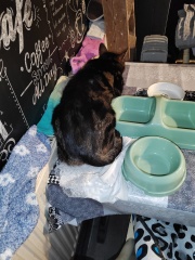 What perfectly ordinary places have you found your cat?
