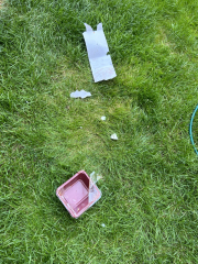 Gahh dog has eaten Christmas pudding