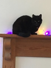 Tinsel, Glitter and Baubles - the Excellent Cats prepare to knock Everything off your Christmas Tree