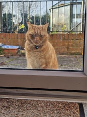 Tinsel, Glitter and Baubles - the Excellent Cats prepare to knock Everything off your Christmas Tree