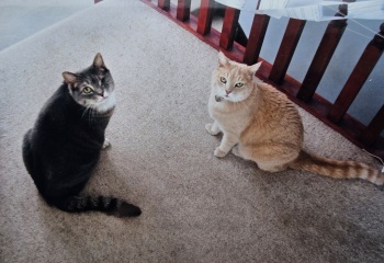 Tinsel, Glitter and Baubles - the Excellent Cats prepare to knock Everything off your Christmas Tree