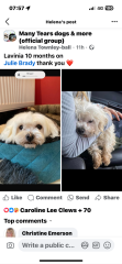 2025 is our year for getting a dog. But what breed and from where?