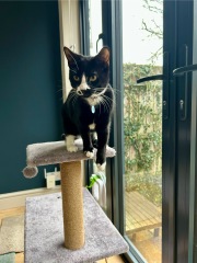 Ring Out, Wild Bells! As 2025 approaches, the Excellent Cats raise their game with a discussion on Tennyson's poetry