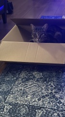 What perfectly ordinary places have you found your cat?