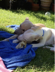 Dog feeding high maintenance dog stress