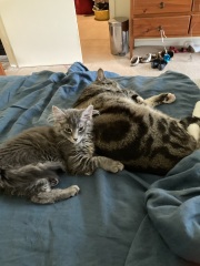 Enter Cat Four